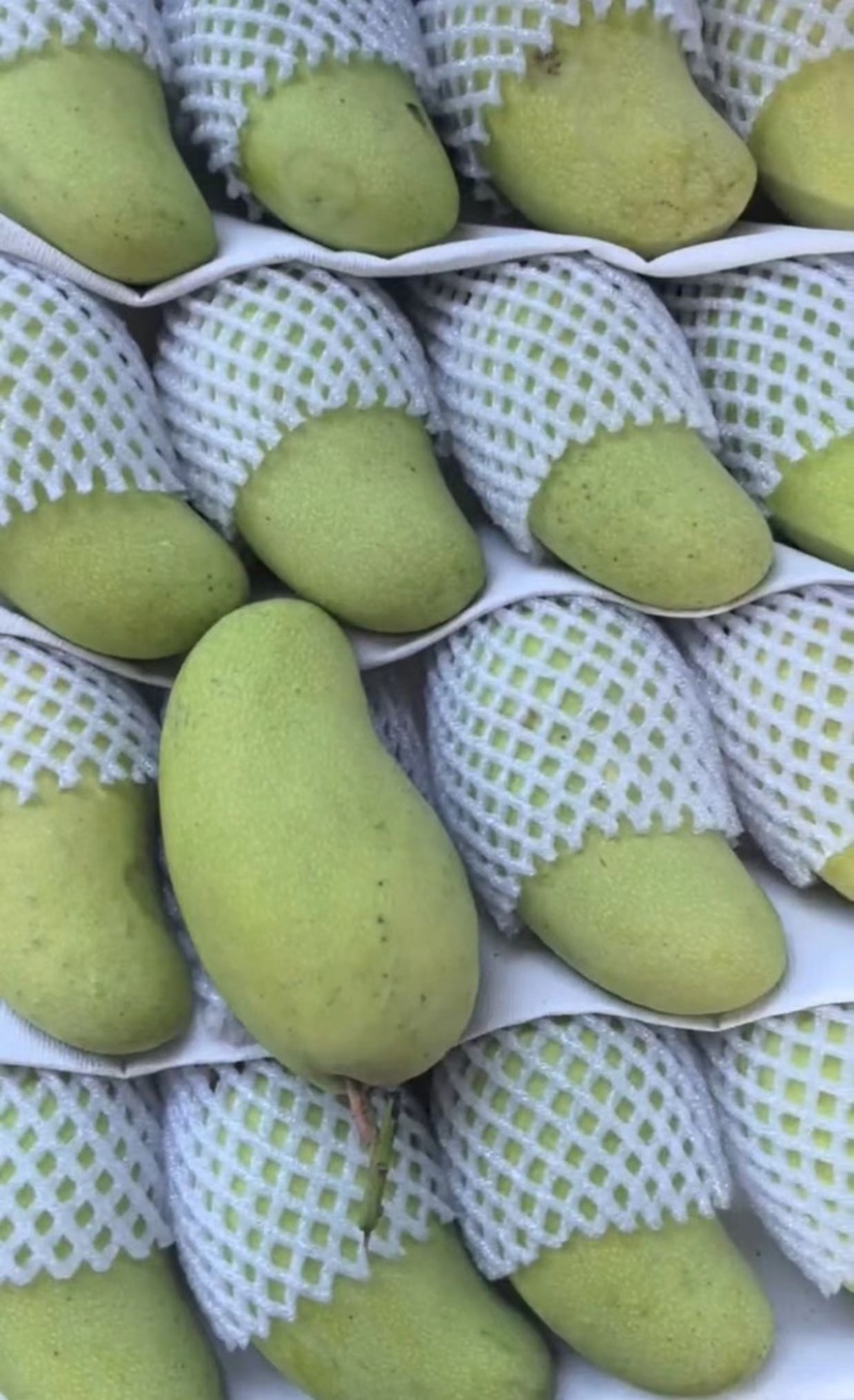 海南金煌芒，8两起，个头均匀