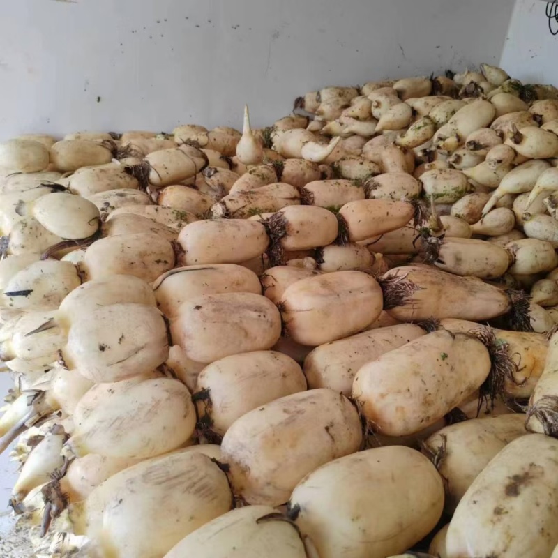 精品白莲藕大量有货，一手货源产地直发保质保需要联系我