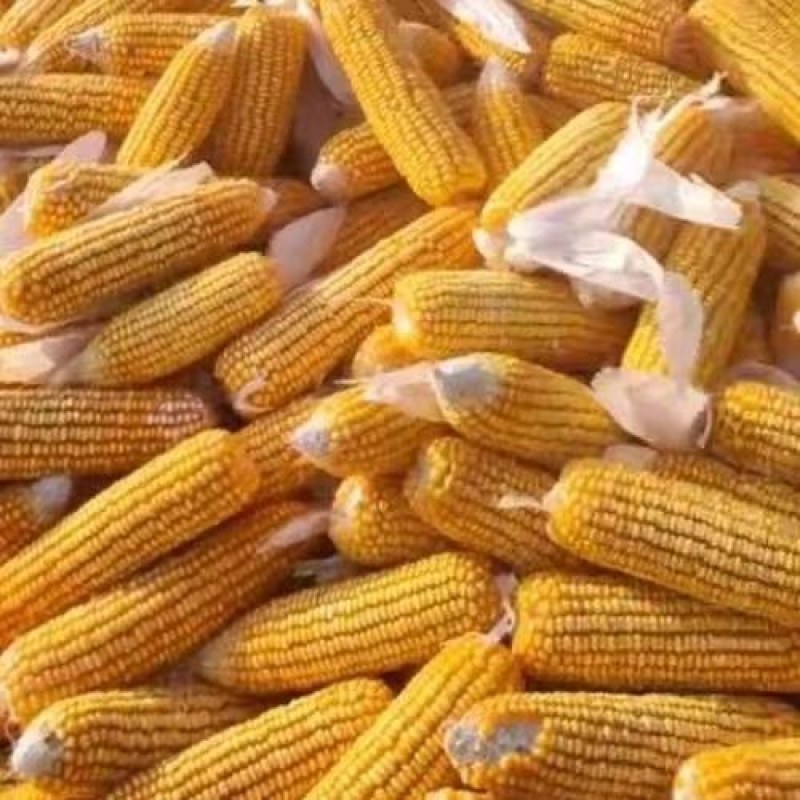 大量出售贵州威宁本地玉米粒，黄玉米粒和白玉米粒。
