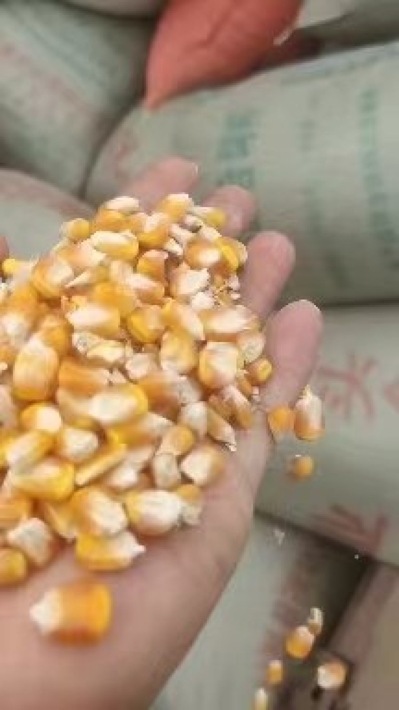 大量出售贵州威宁本地玉米粒，黄玉米粒和白玉米粒。