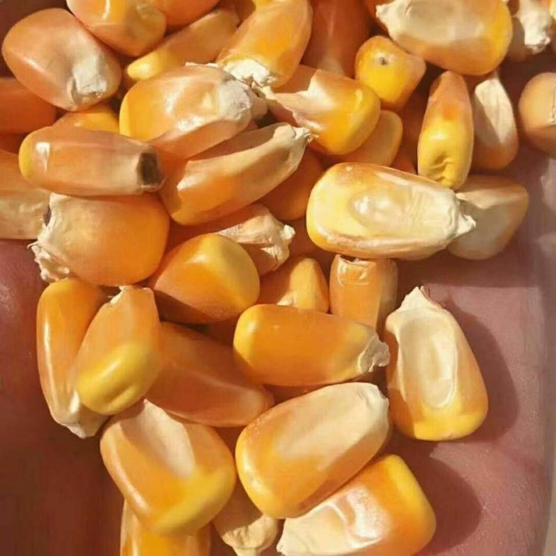 大量出售贵州威宁本地玉米粒，黄玉米粒和白玉米粒。