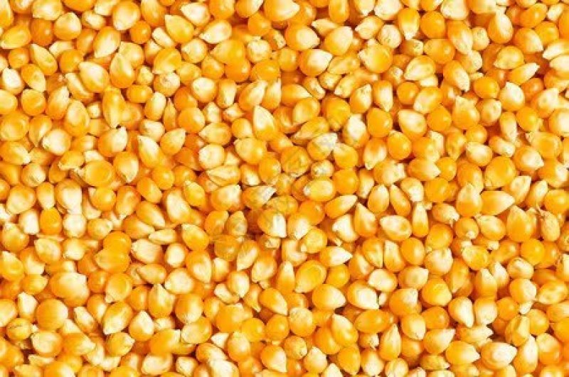 大量出售贵州威宁本地玉米粒，黄玉米粒和白玉米粒。