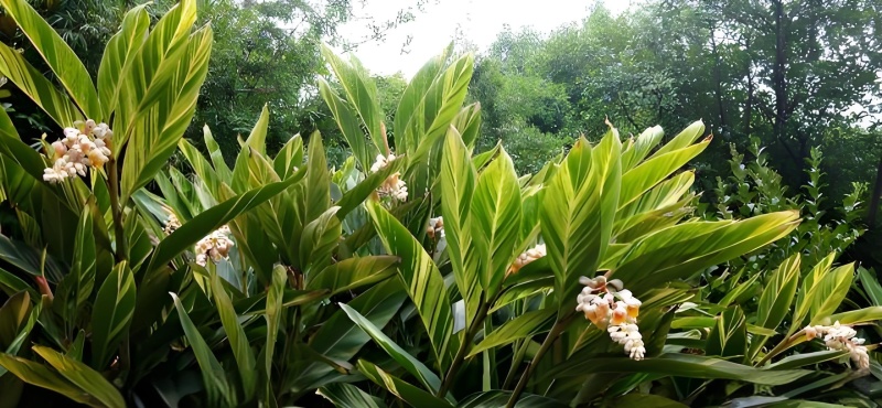 香砂仁，药食同源健康之选，3万亩基地，货源充足