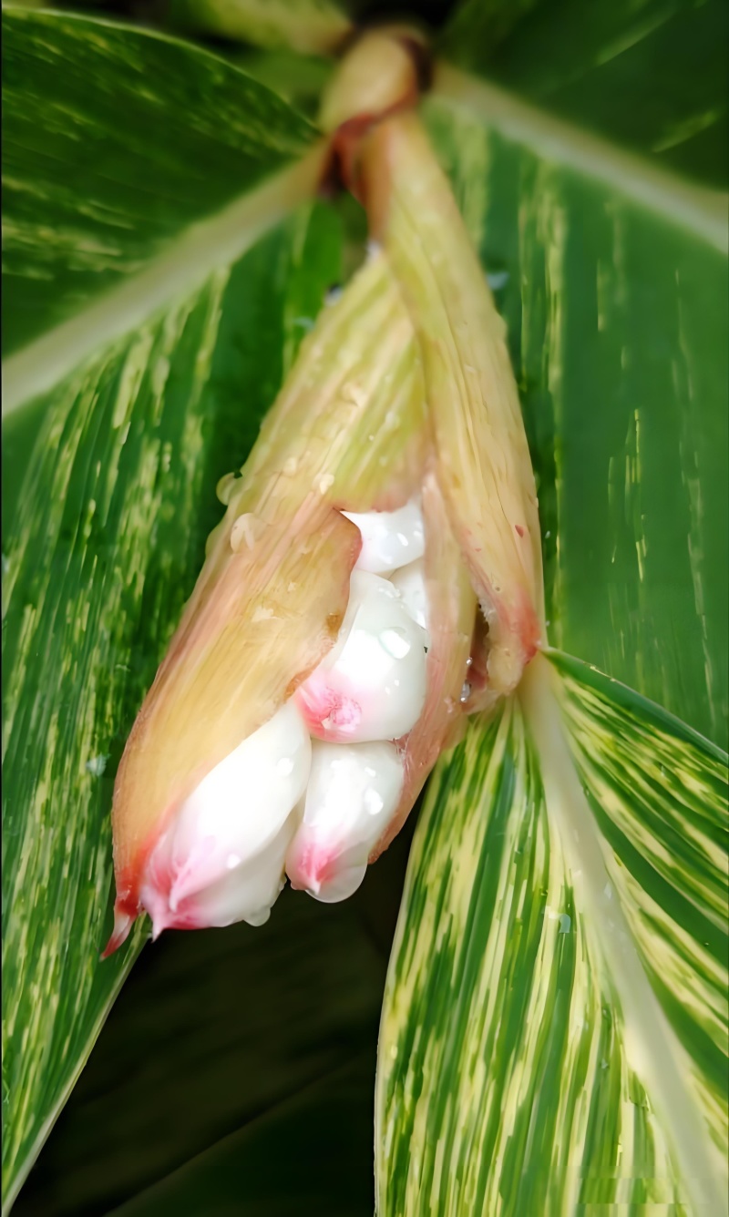 香砂仁，药食同源健康之选，3万亩基地，货源充足