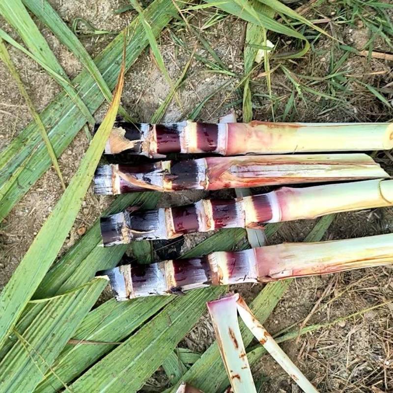 黑皮甘蔗苗，桂果二号苖，基地直发