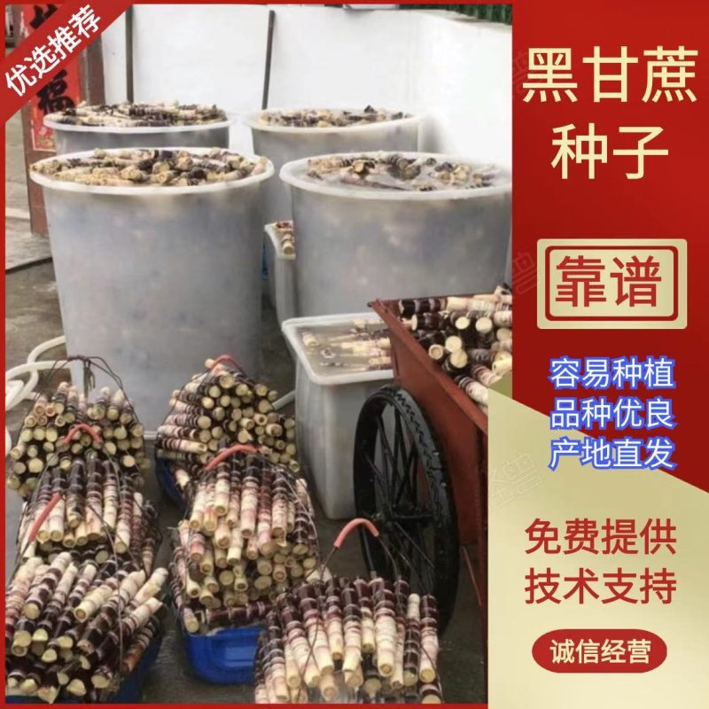 黑皮甘蔗苗，桂果二号苖，基地直发