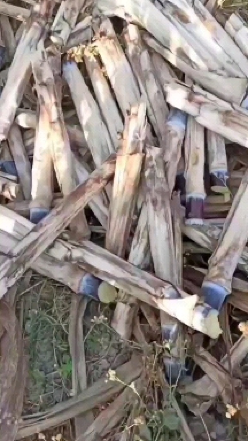 黑皮甘蔗苗，桂果二号苖，基地直发