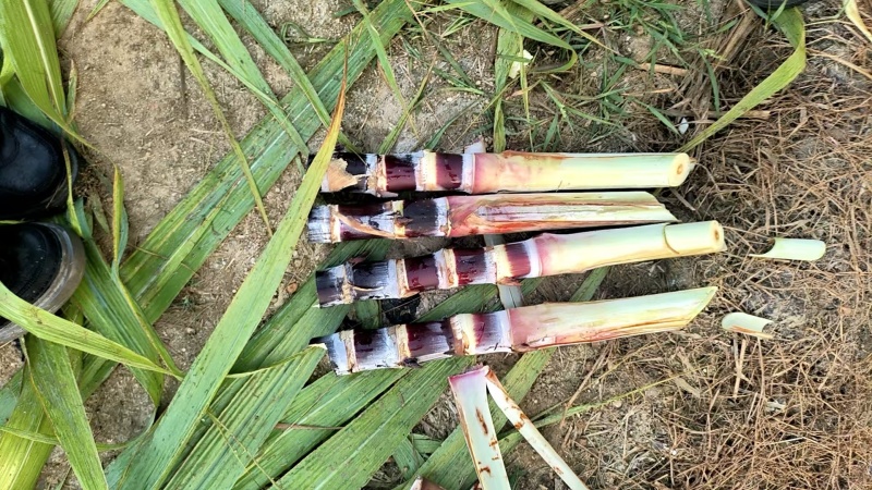 黑皮甘蔗苗，桂果二号苖，基地直发