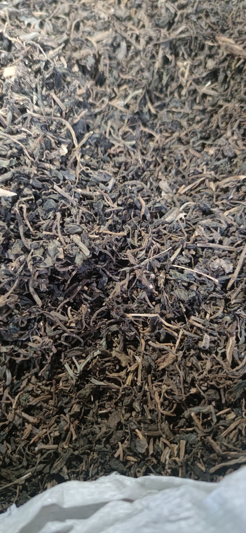 马齿苋