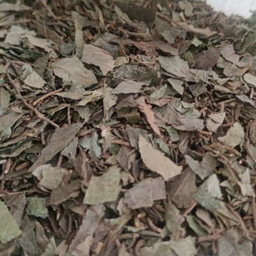 平地木矮地茶中药材批发诚信经营量大从优