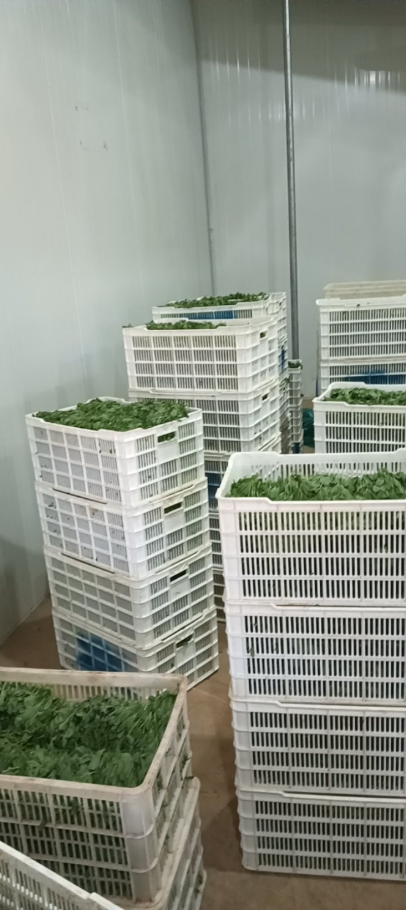 云南碗豆尘，碗豆苗，大量上市，可视频看货，欢迎联系