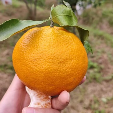 春见耙耙柑