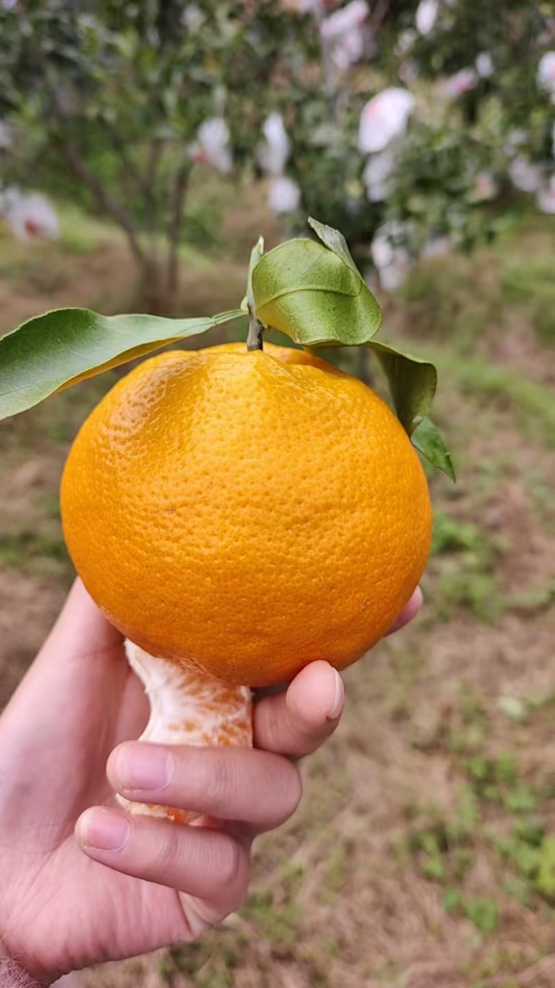 春见耙耙柑