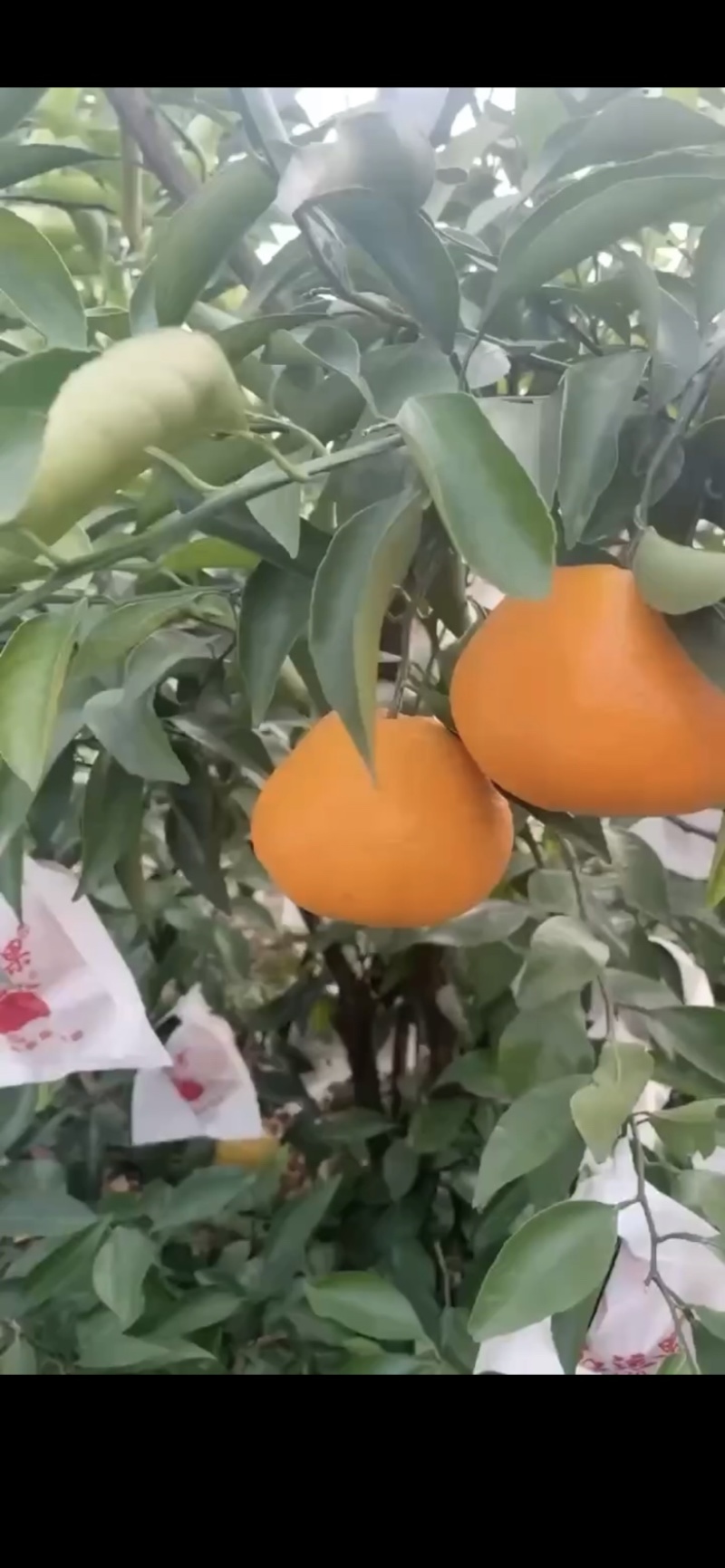 春见耙耙柑