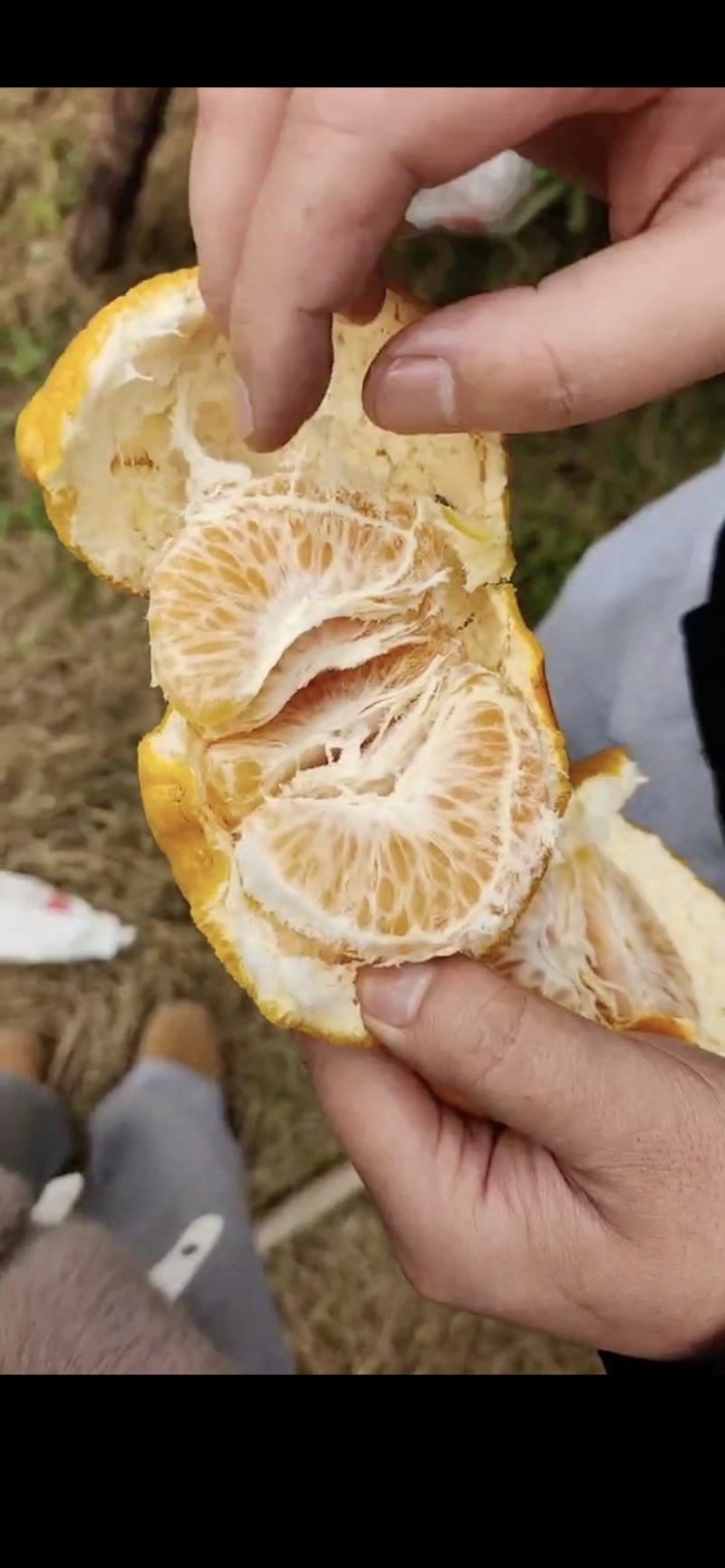 春见耙耙柑