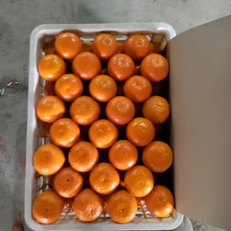 重庆沃柑