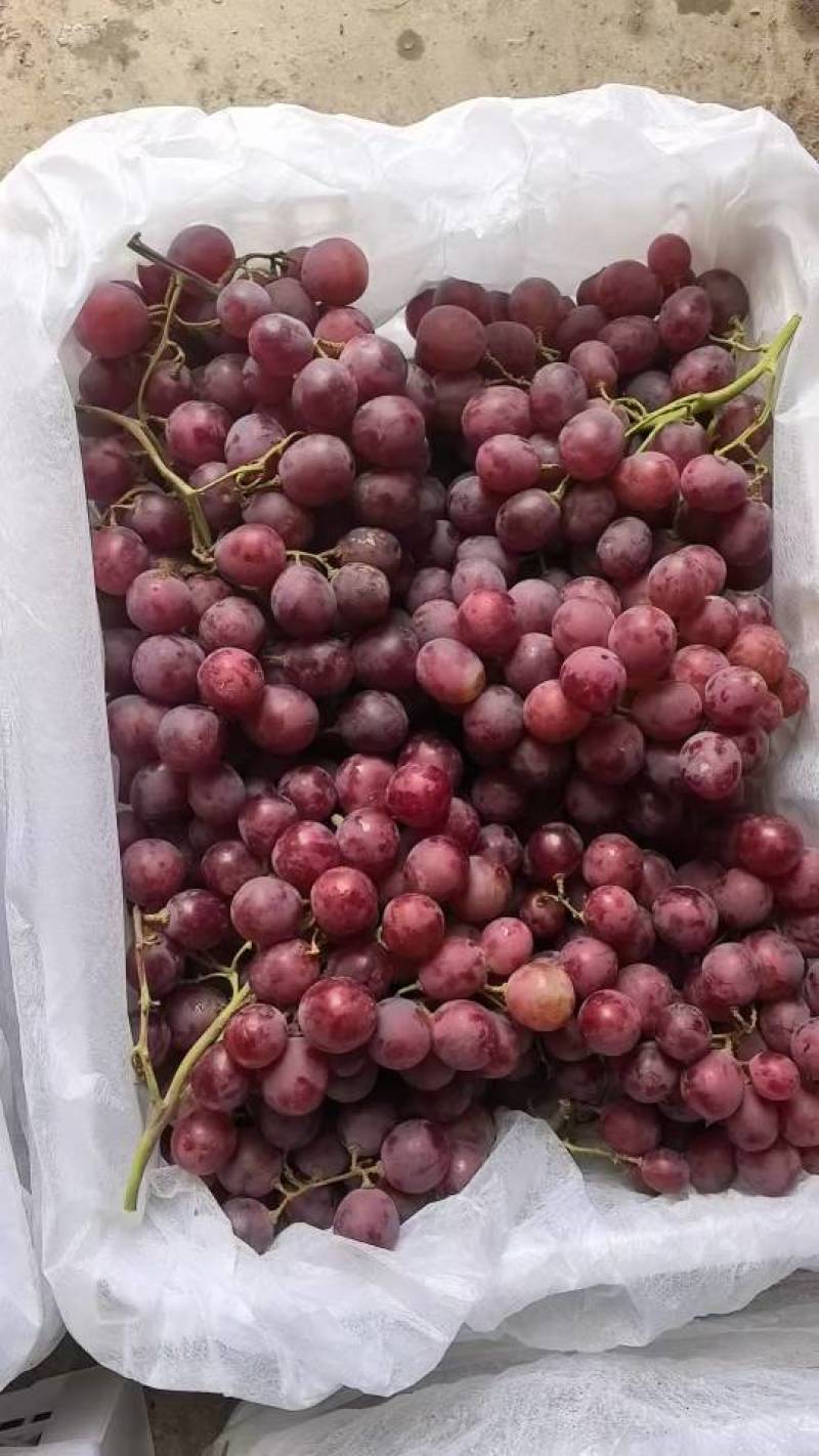 【海量货源】甘肃红提，新鲜当季，甜蜜多汁，量大特惠！