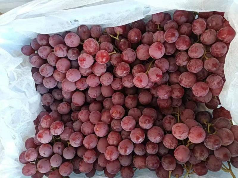 【海量货源】甘肃红提，新鲜当季，甜蜜多汁，量大特惠！