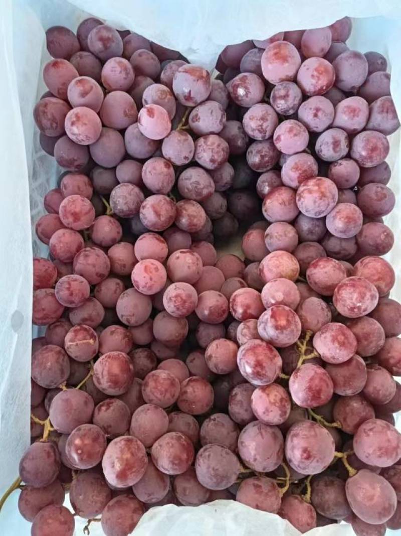 【海量货源】甘肃红提，新鲜当季，甜蜜多汁，量大特惠！