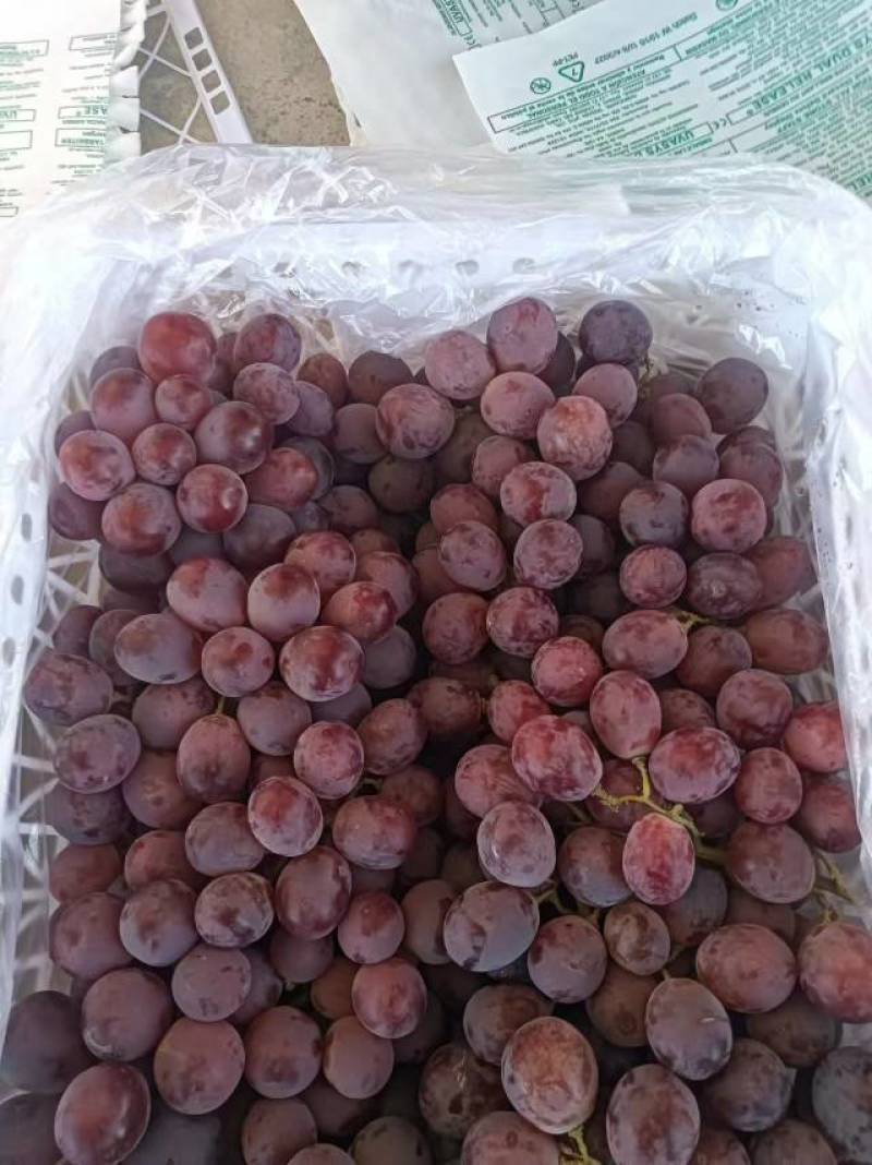 【海量货源】甘肃红提，新鲜当季，甜蜜多汁，量大特惠！