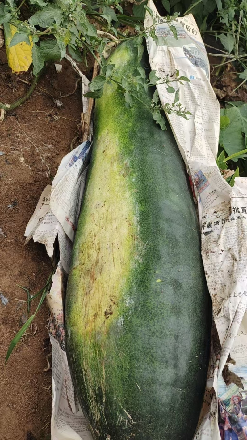 精品黑皮冬瓜吊瓜地冬瓜批发