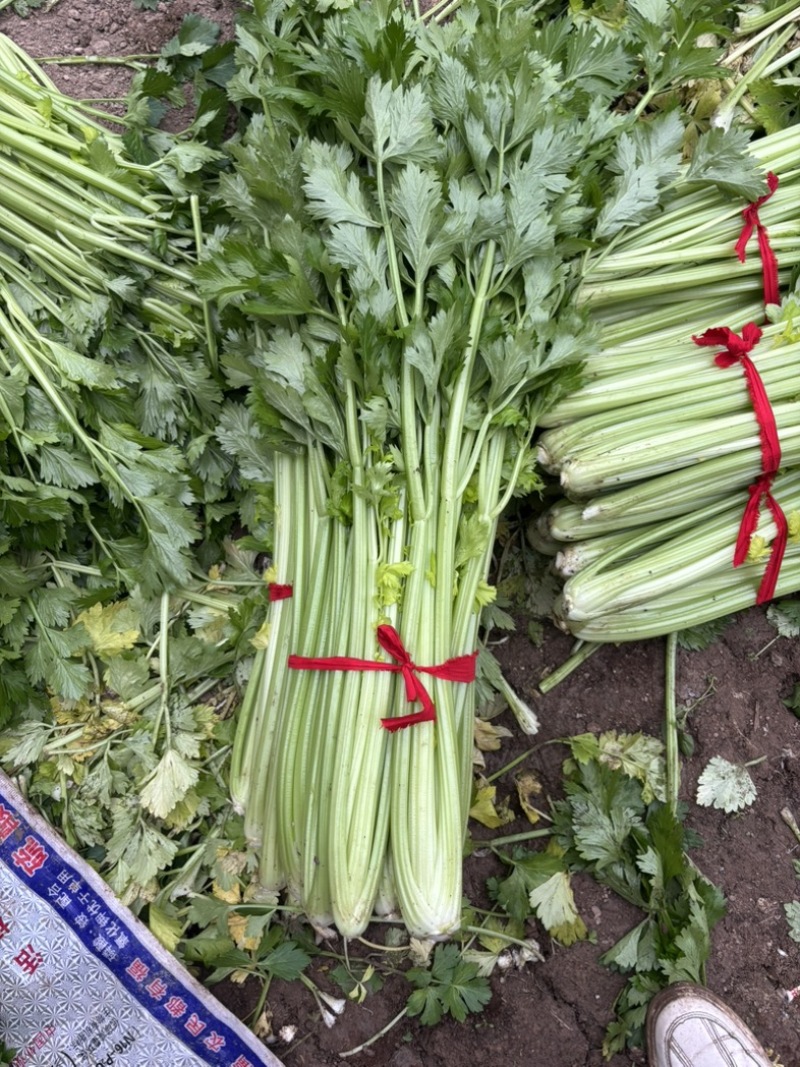 暖棚精品芹菜现砍现采个头均匀颜色好看质量有保证