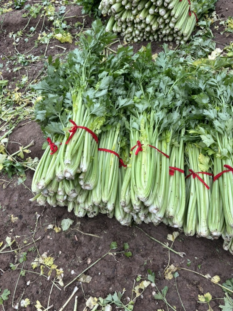 暖棚精品芹菜现砍现采个头均匀颜色好看质量有保证