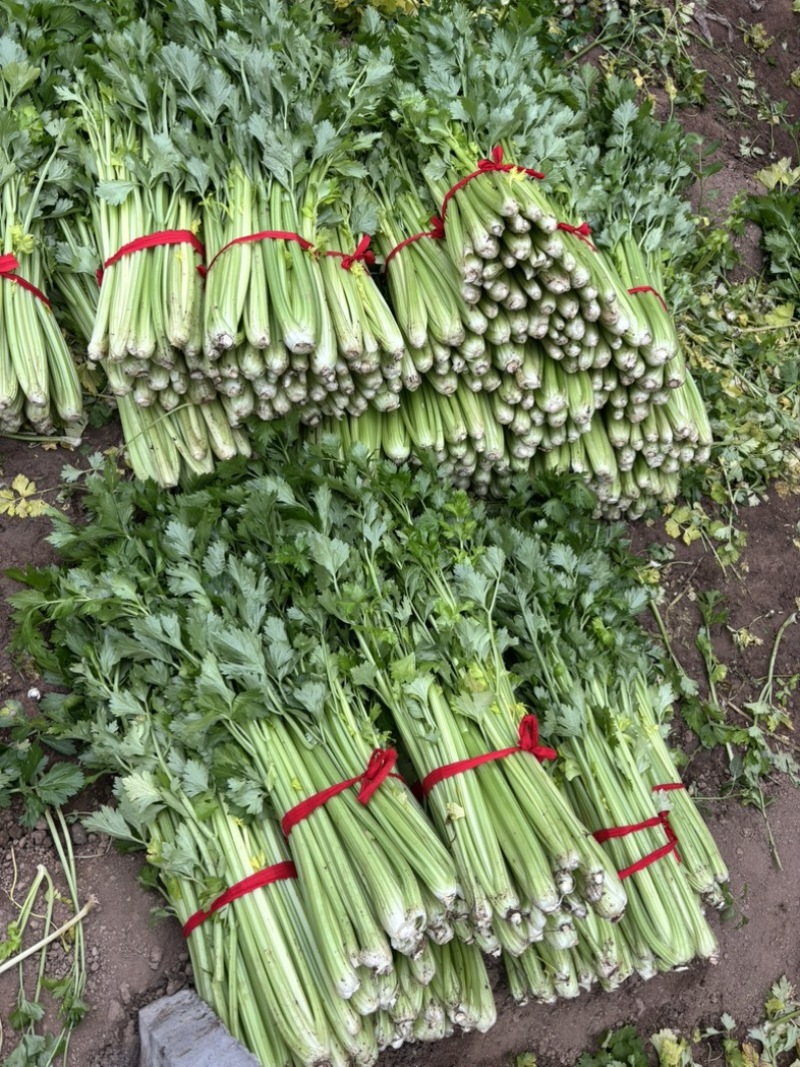 暖棚精品芹菜现砍现采个头均匀颜色好看质量有保证