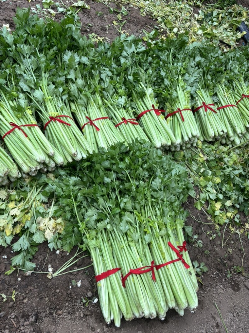 暖棚精品芹菜现砍现采个头均匀颜色好看质量有保证