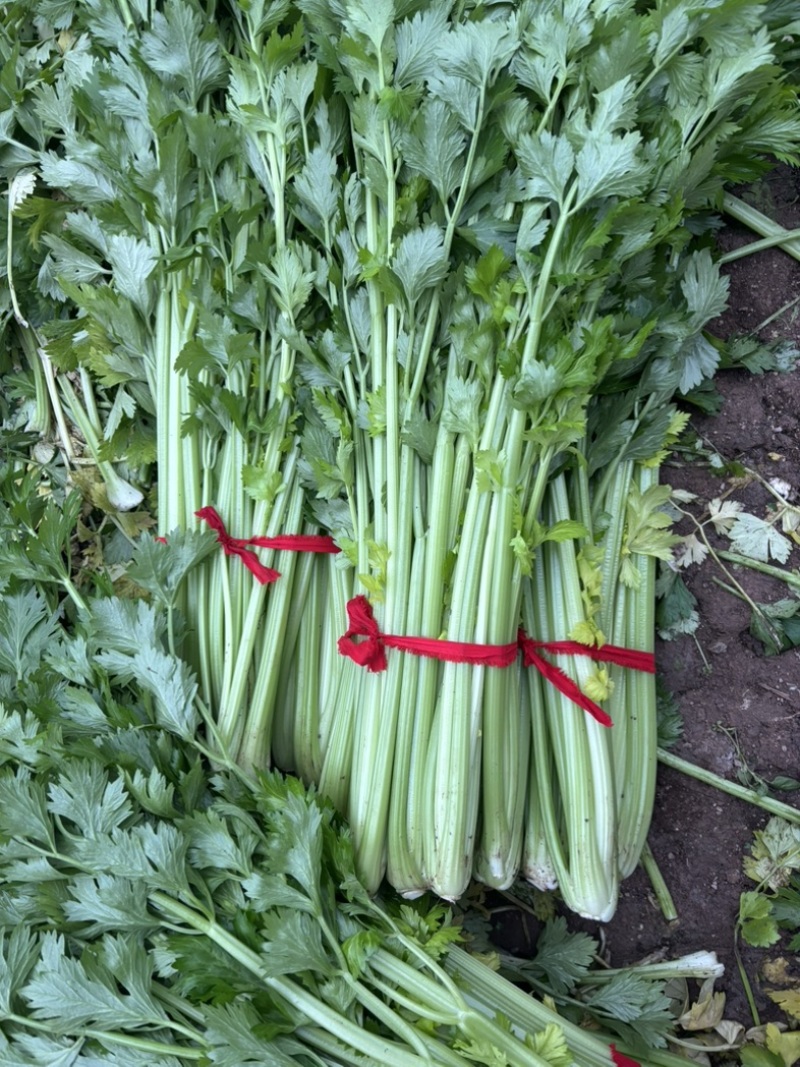 暖棚精品芹菜现砍现采个头均匀颜色好看质量有保证