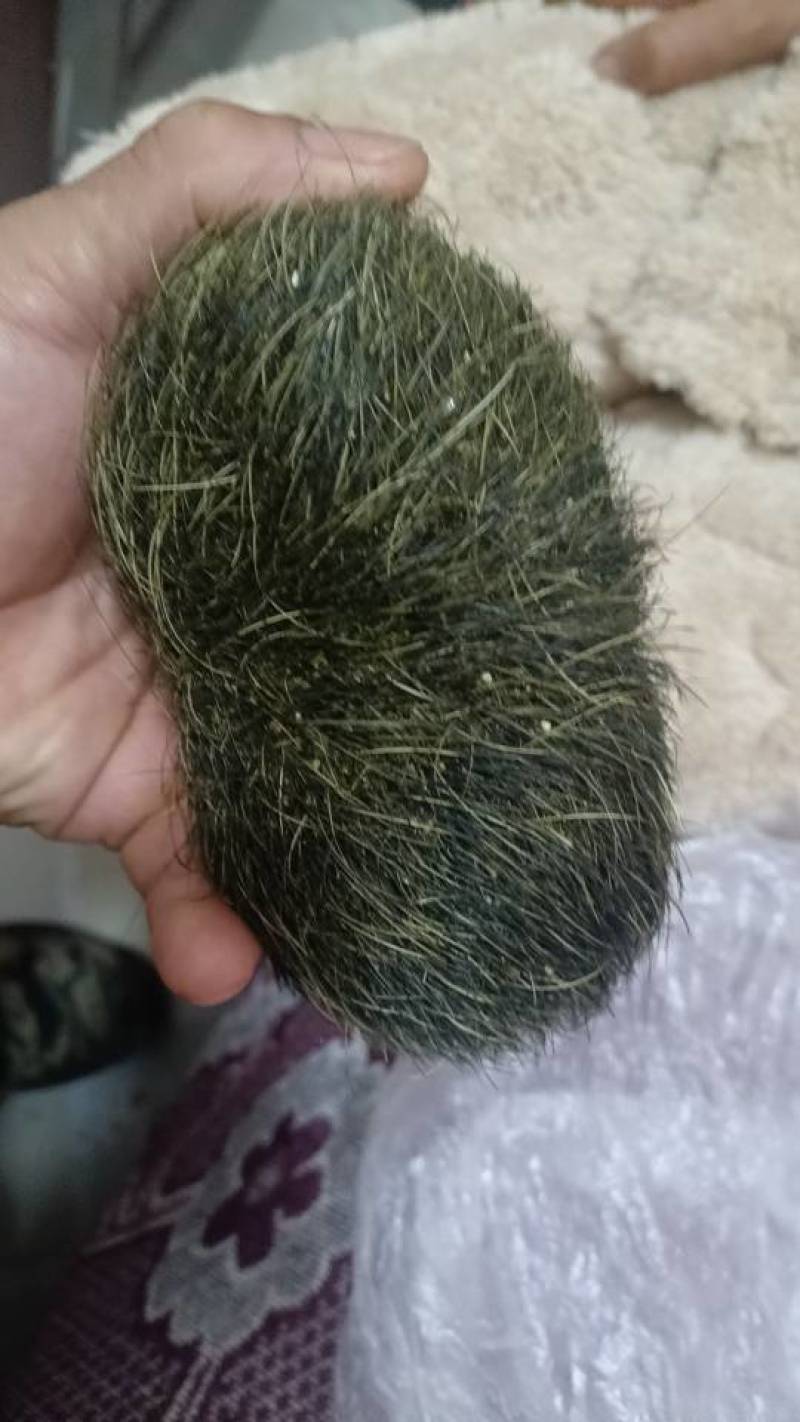 新鲜猪宝，健康美味，直供农场，快来选购！