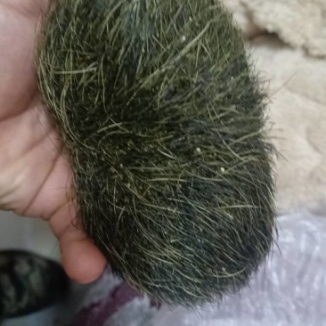 新鲜猪宝，健康美味，直供农场，快来选购！