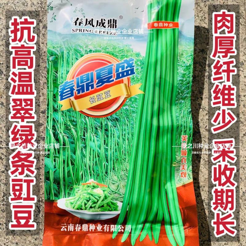 特耐热长豇豆种子春鼎夏盛豆角种子高产厚肉翠绿豇豆种籽抗热