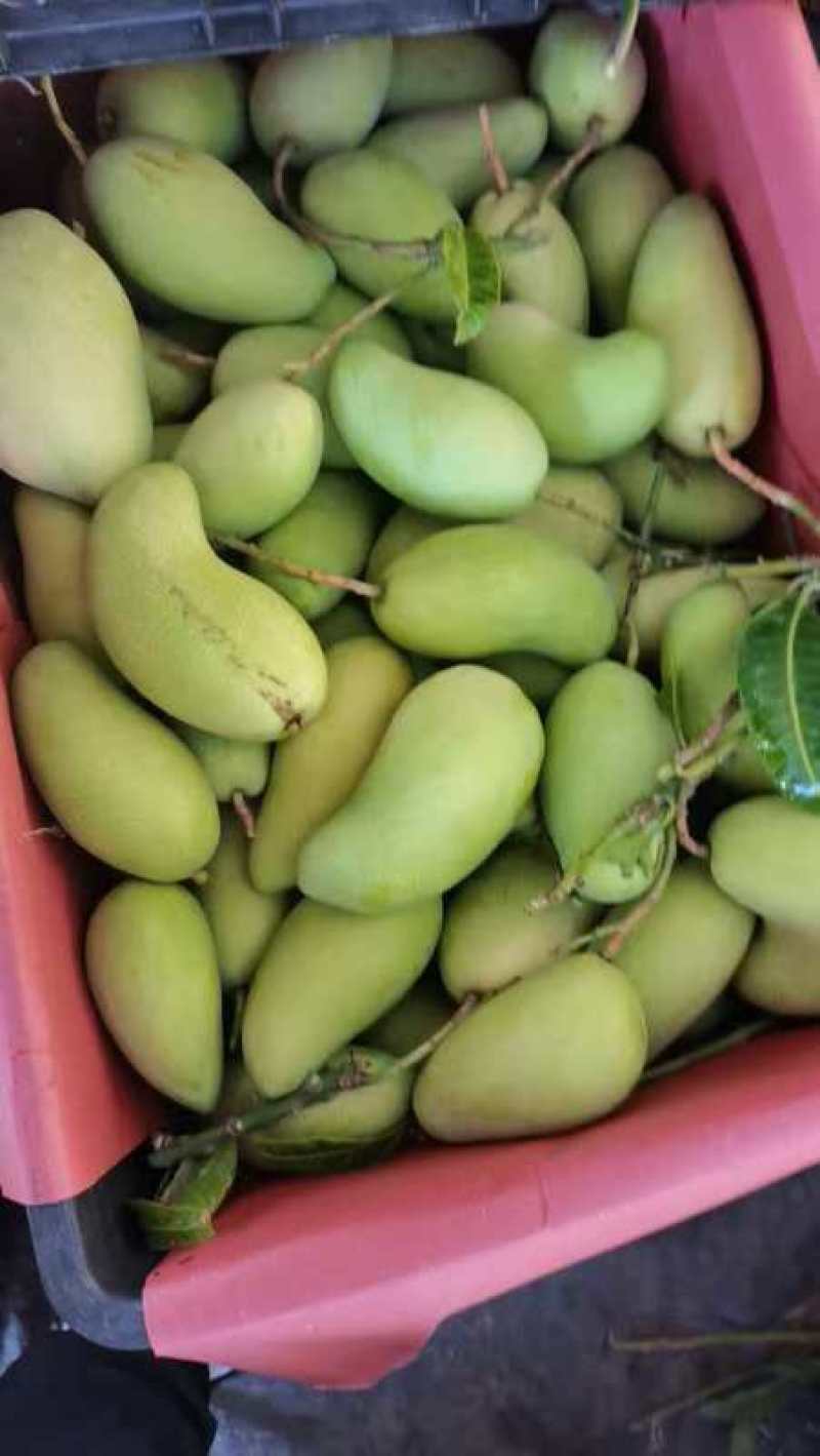 水仙金黄芒