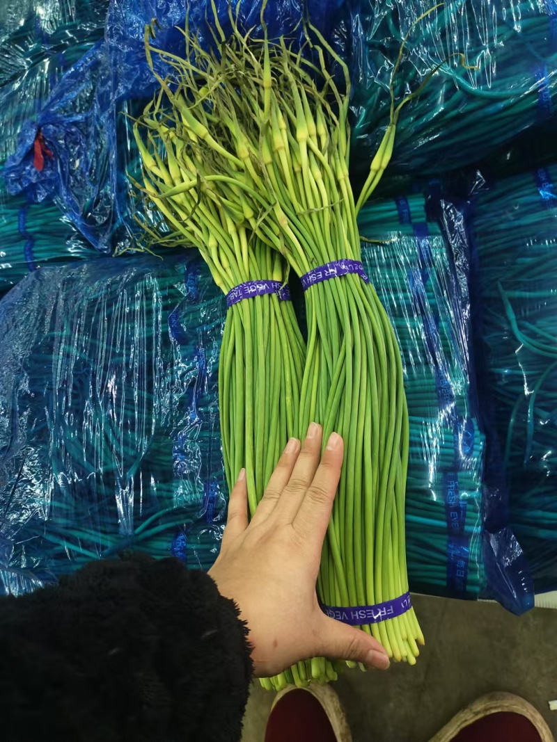 红帽蒜苔，大张蒜苔，大张苔，大张红帽蒜苔，河南蒜苔，蒜苔