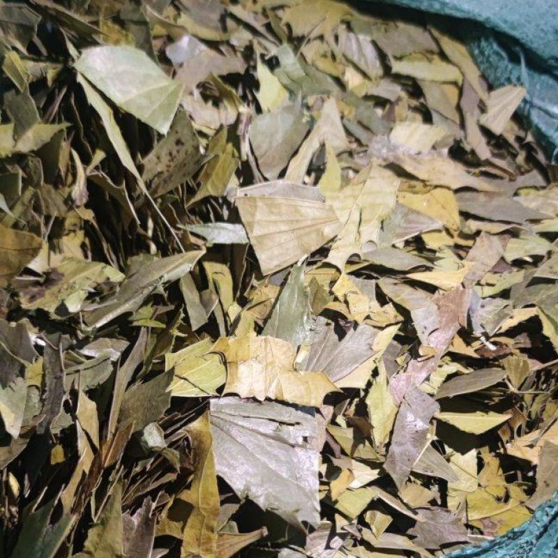 功劳叶中药材批发诚信经营量大从优