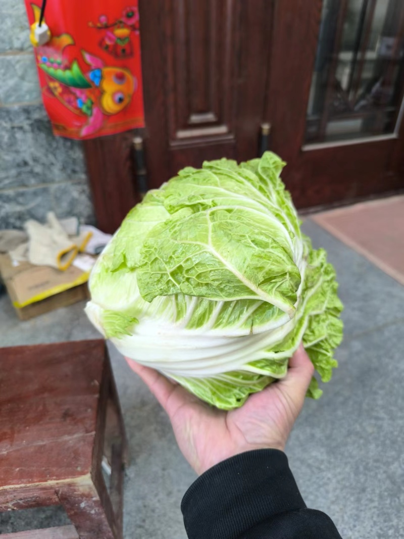 白菜