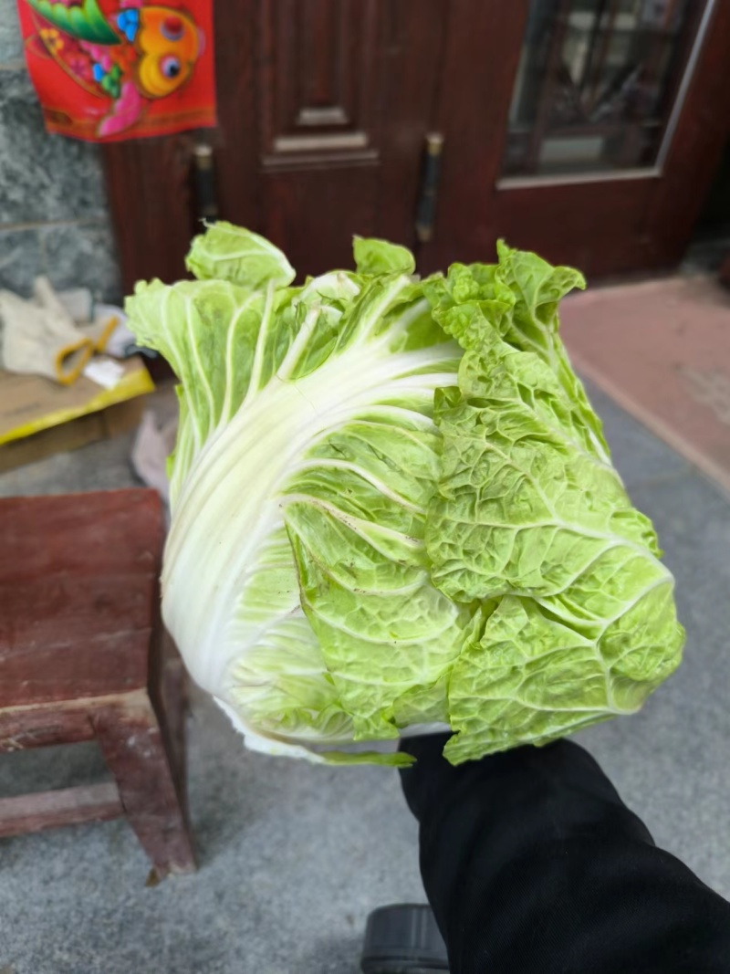 白菜