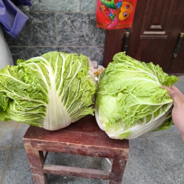 白菜