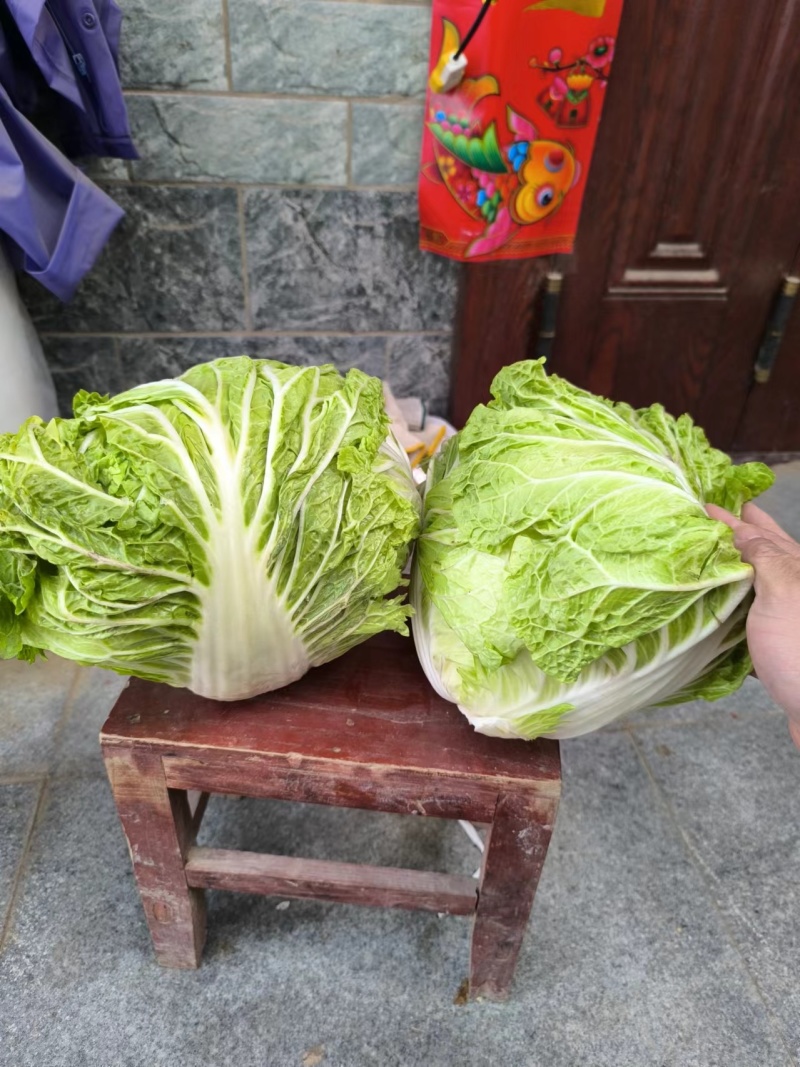 白菜