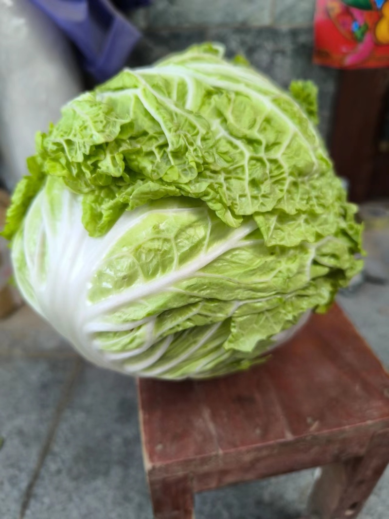 白菜