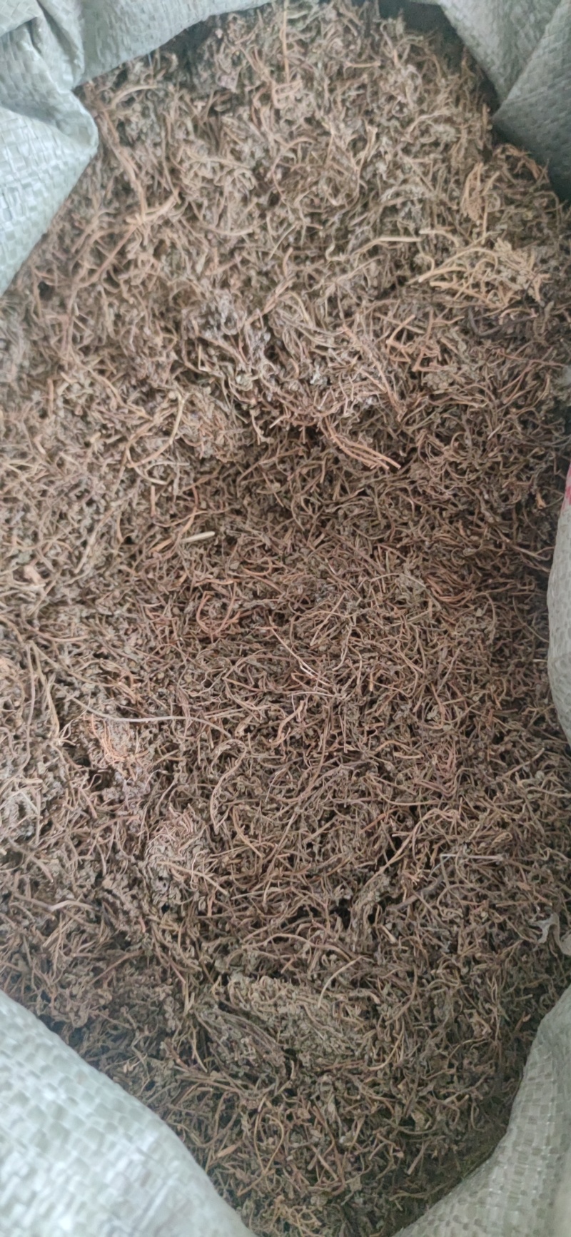 鹅不食草