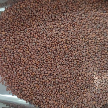 莱菔子中药材批发诚信经营量大从优