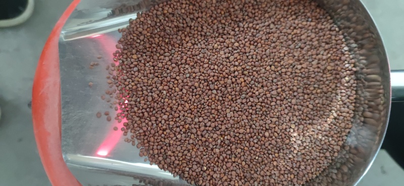 莱菔子中药材批发诚信经营量大从优