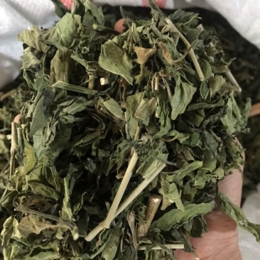 忧遁草1公斤,全草晒干,黎王草,忧盾草,海南五指山