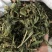 忧遁草1公斤,全草晒干,黎王草,忧盾草,海南五指山