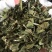 忧遁草1公斤,全草晒干,黎王草,忧盾草,海南五指山