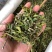 忧遁草1公斤,全草晒干,黎王草,忧盾草,海南五指山