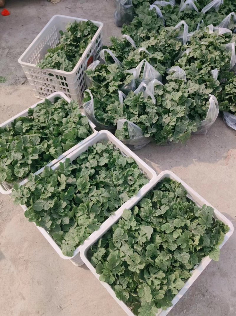 西瓜苗美都西瓜苗品质保证成活率高