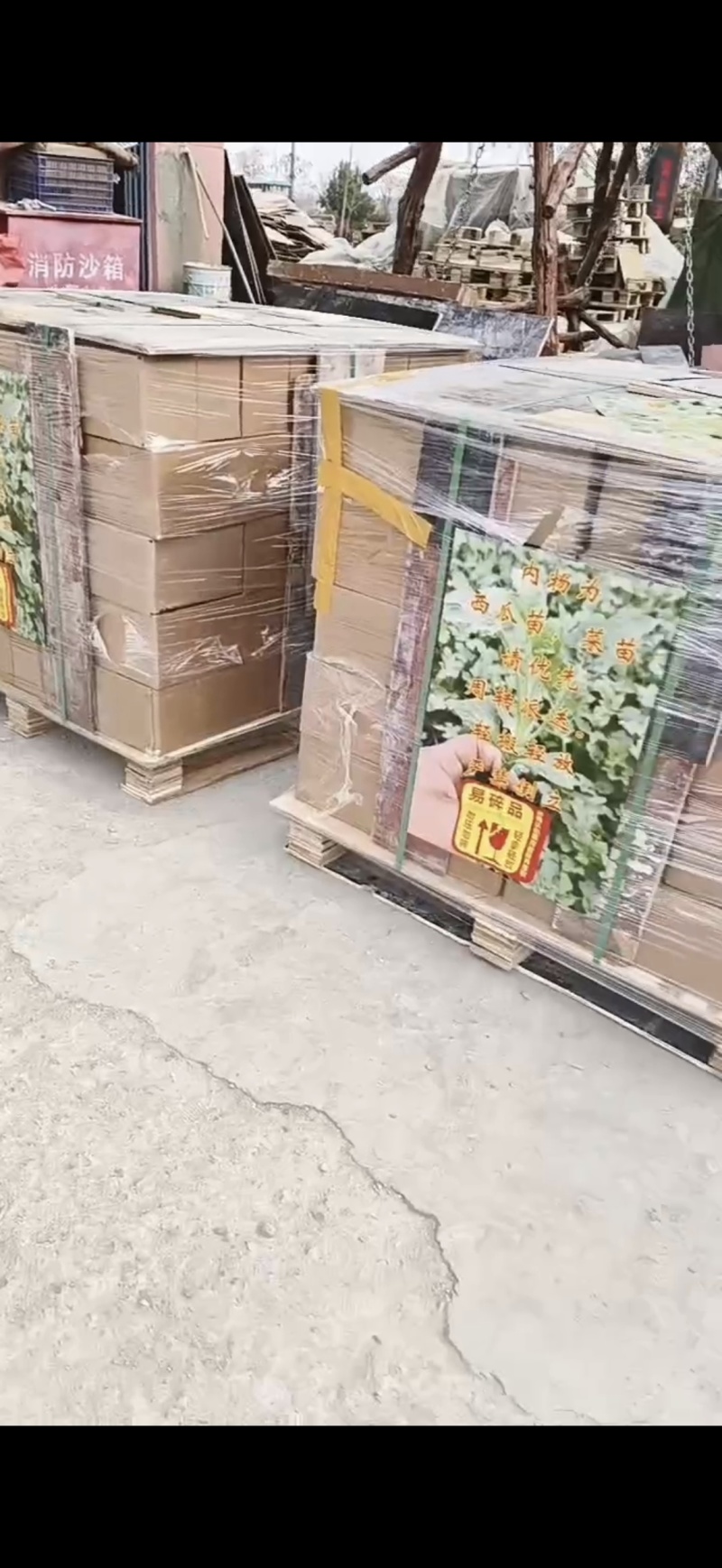 西瓜苗美都西瓜苗品质保证成活率高